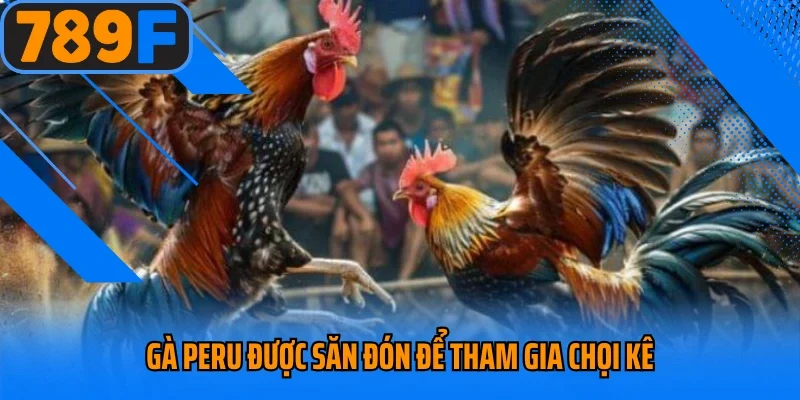 Gà Peru được săn đón để tham gia chọi kê