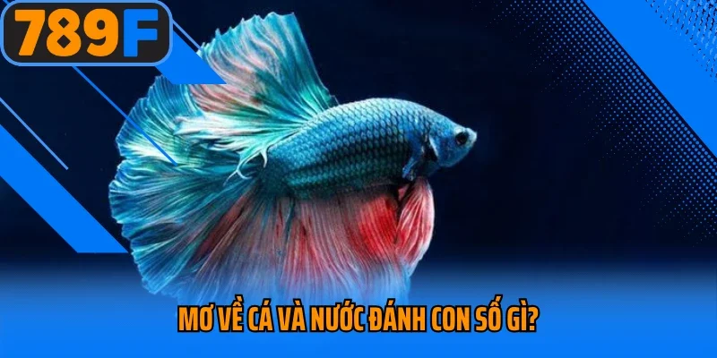 Mơ về cá và nước đánh con số gì?